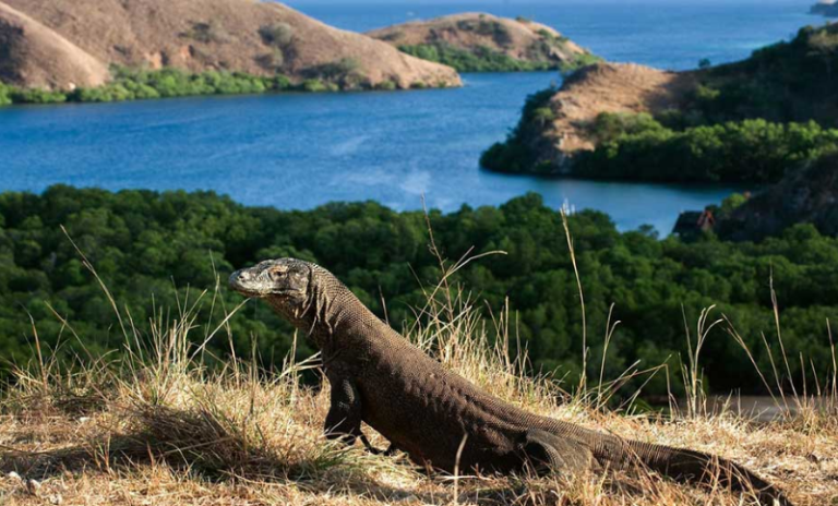 Komodo Island vs Rinca Island