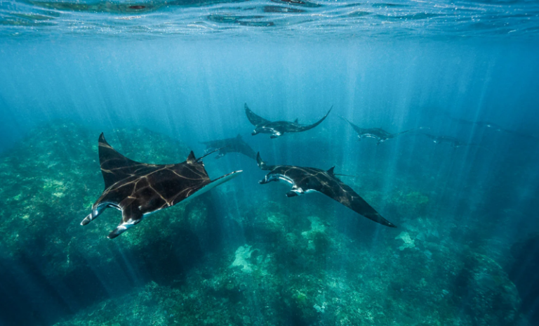 Manta Ray Spotting in Komodo