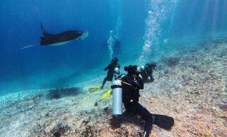 The Best Dive Sites in Komodo National Park